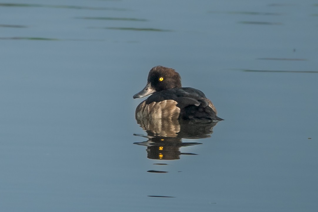 Tufted Duck - Vivek Saggar