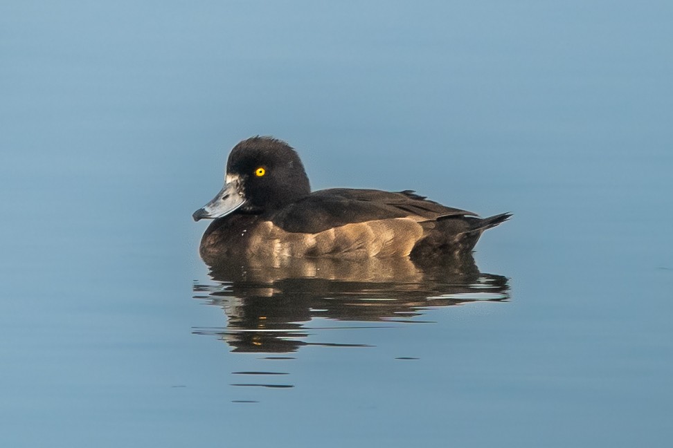 Tufted Duck - Vivek Saggar