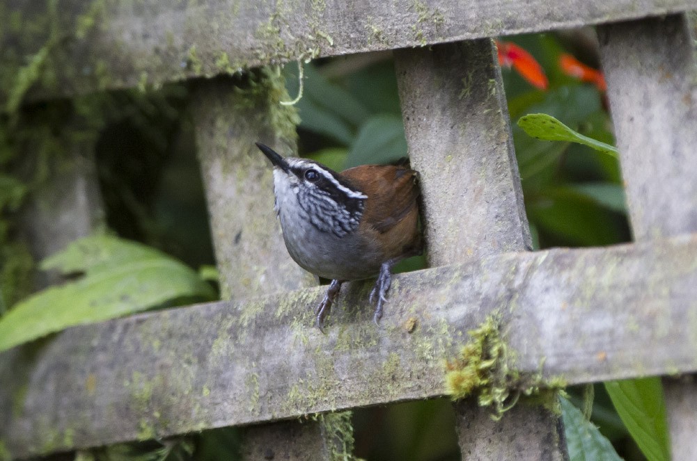 Gray-breasted Wood-Wren - ML39589981