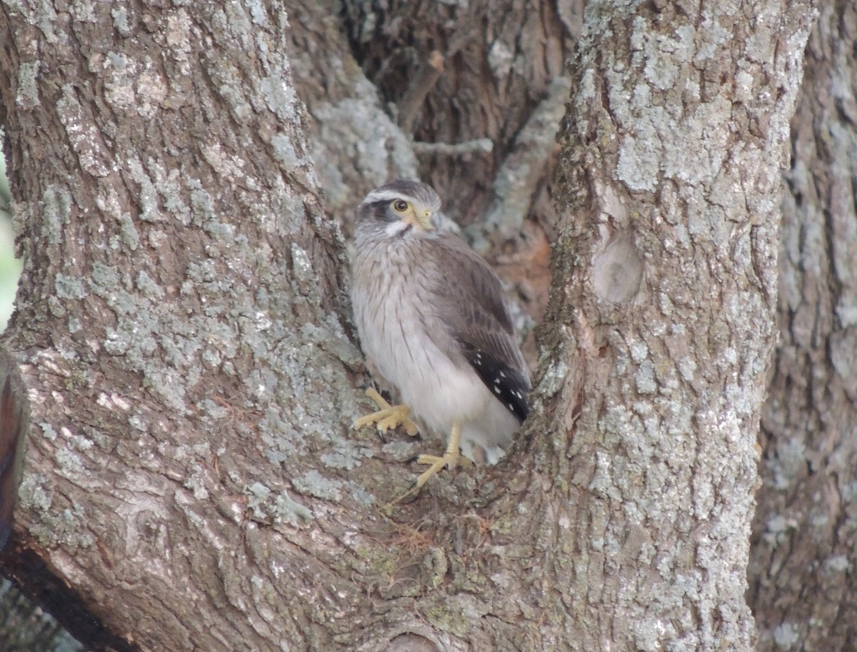 Spot-winged Falconet - Simón Pla García