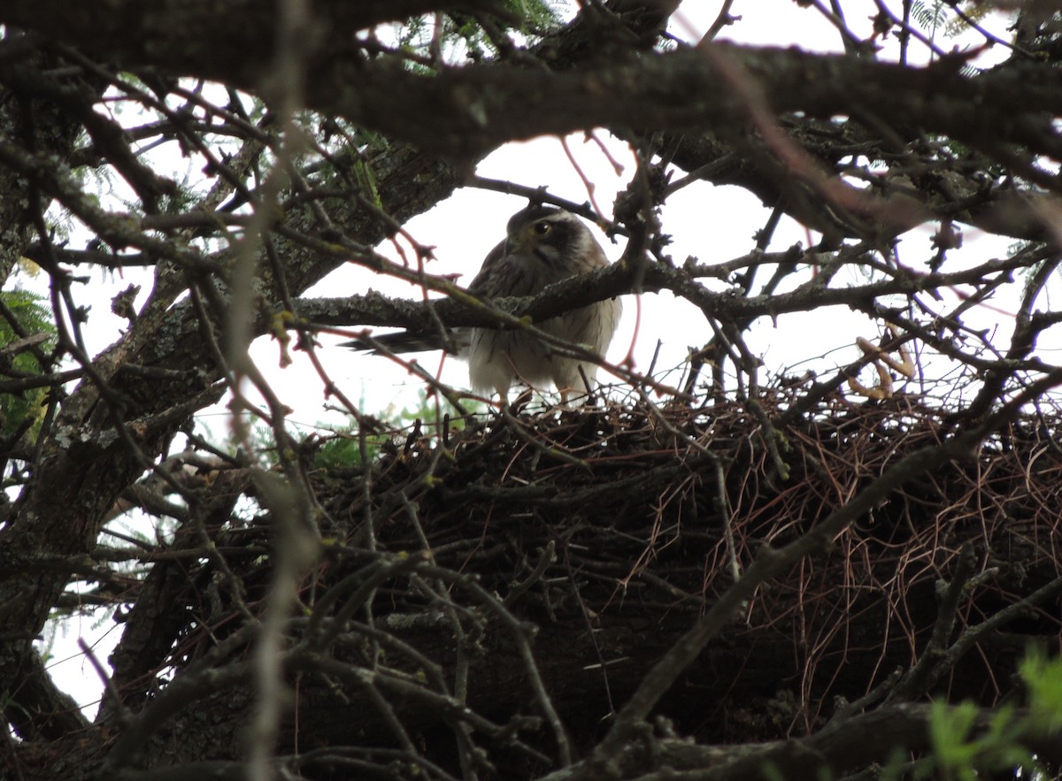 Spot-winged Falconet - ML395901421