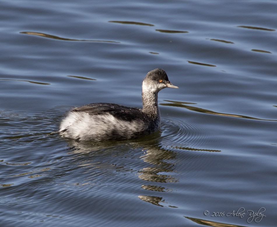 Eared Grebe - ML39590181