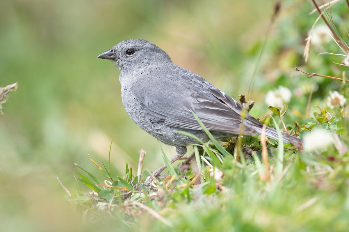 Plumbeous Sierra Finch - Ben Lucking