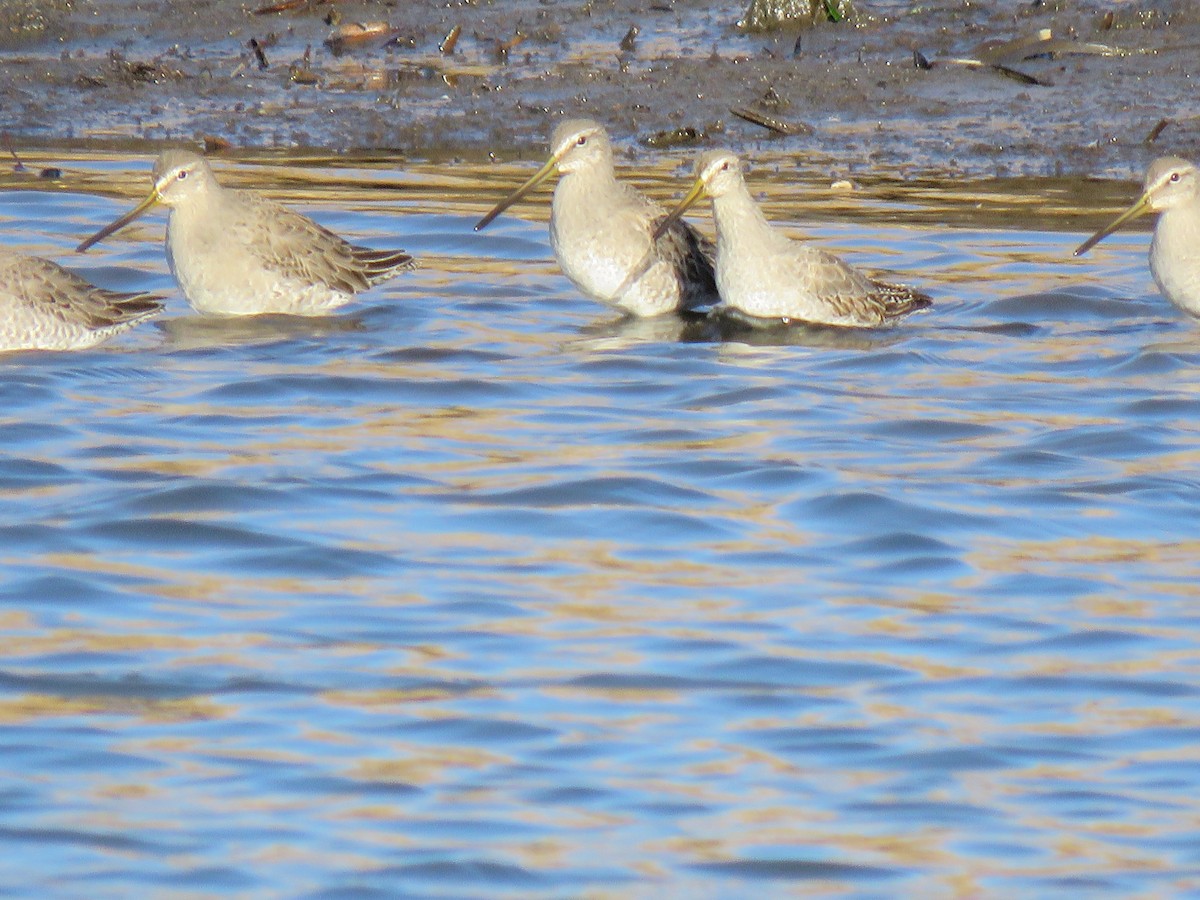 Long-billed Dowitcher - ML395902681