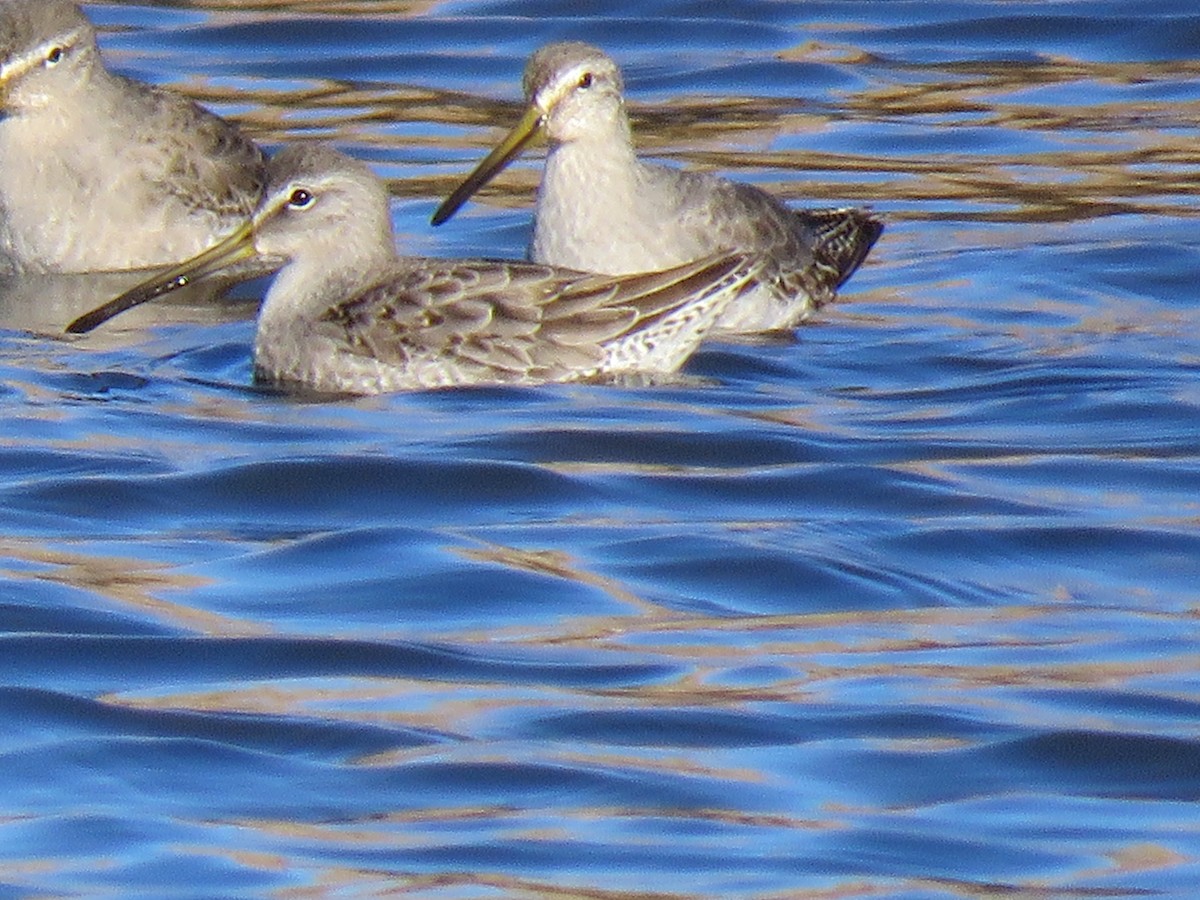 Long-billed Dowitcher - ML395902831