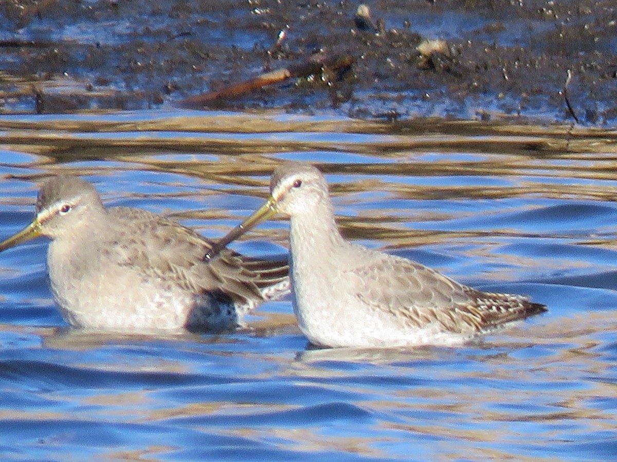 Long-billed Dowitcher - ML395903061