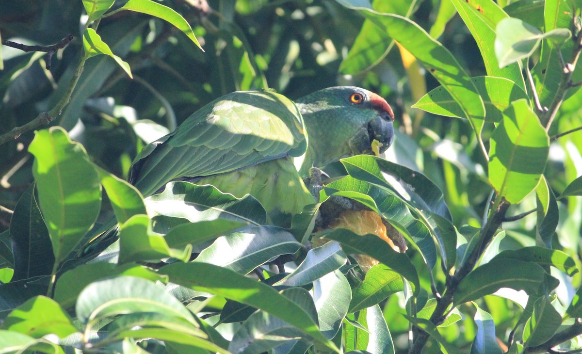 Festive Parrot - ML395904611