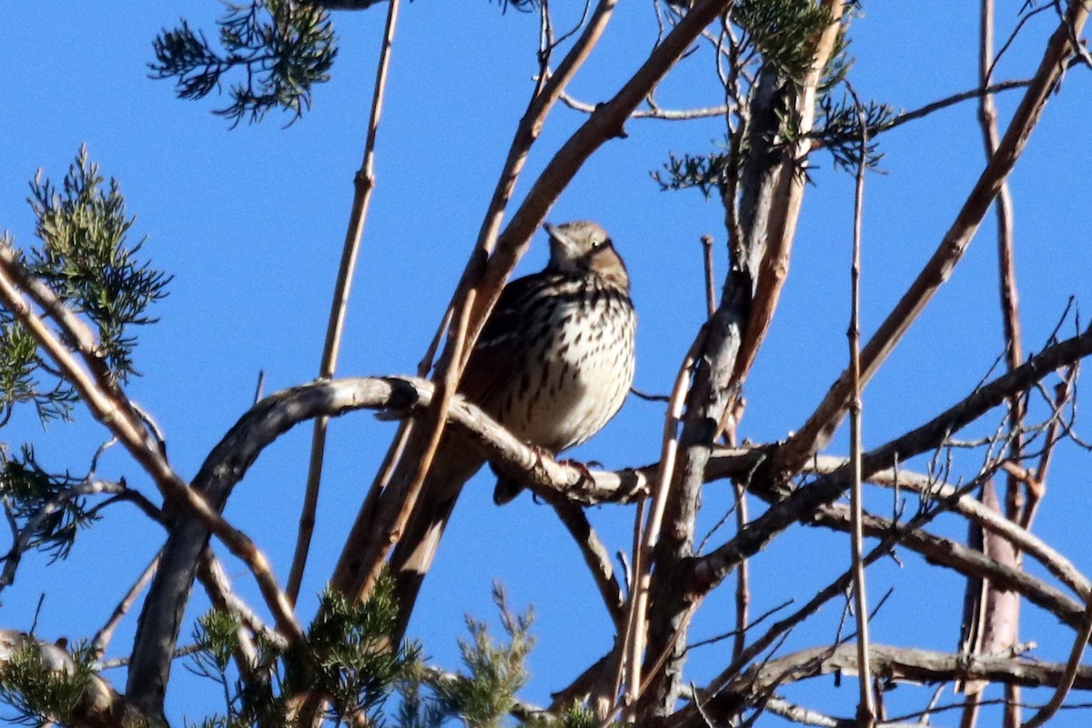 Brown Thrasher - ML395904771