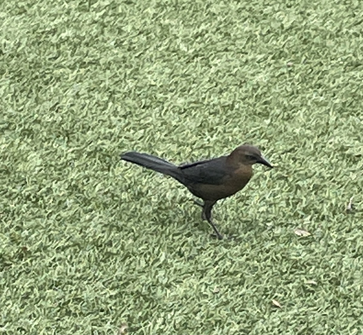 Great-tailed Grackle - ML395904891