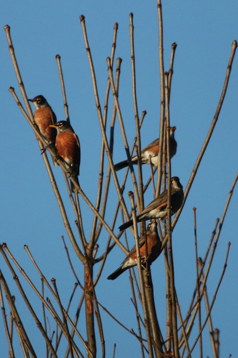 American Robin - ML395904931