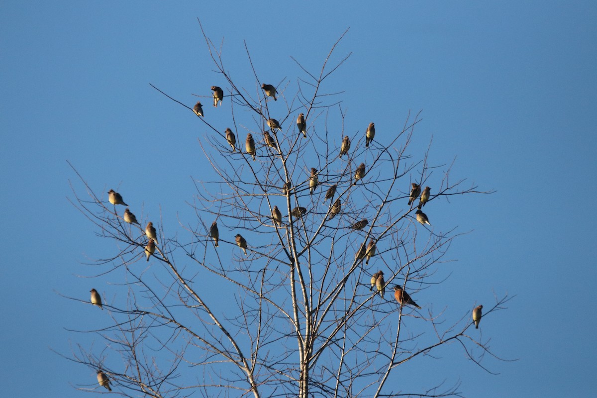 Cedar Waxwing - ML395905151