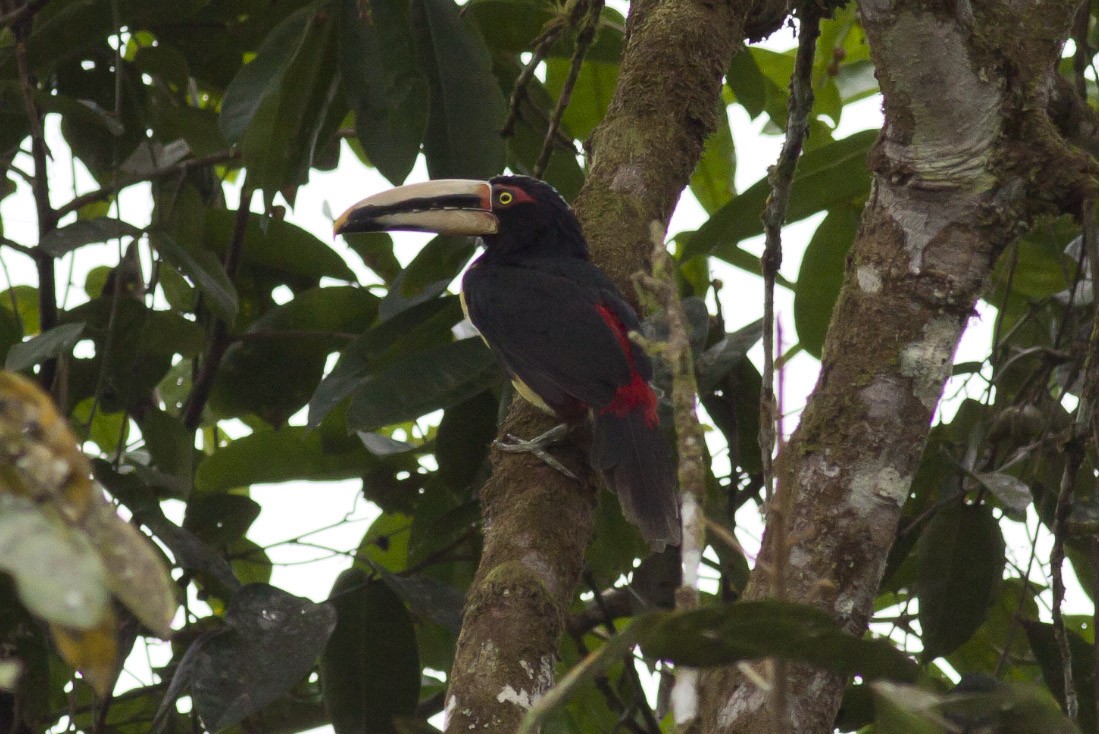 Collared Aracari (Pale-mandibled) - ML39590571