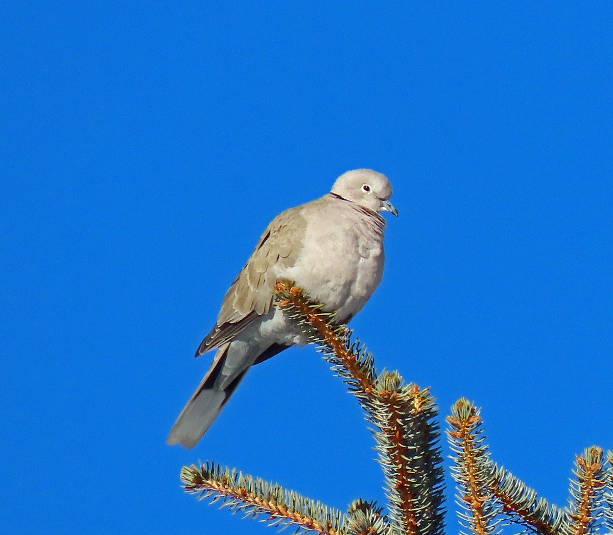 Eurasian Collared-Dove - JoAnn Potter Riggle 🦤