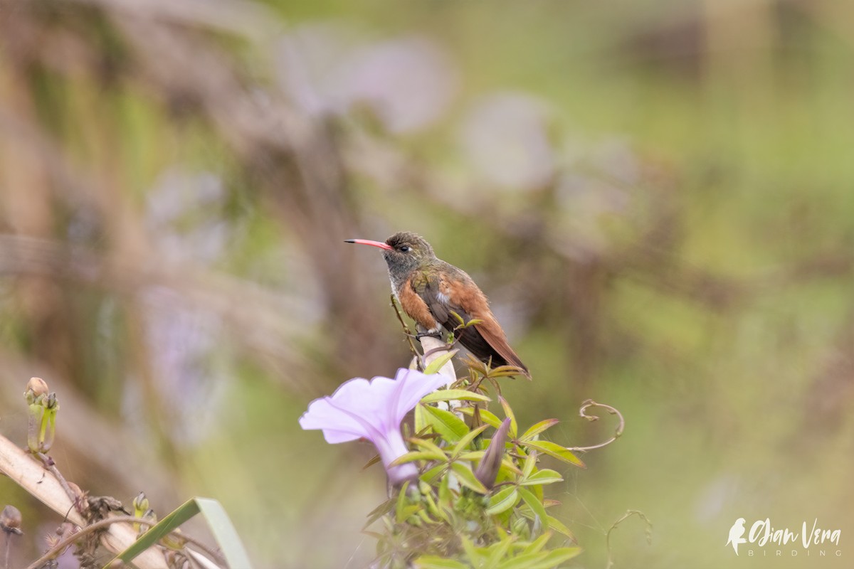 Amazilia Hummingbird - ML395909131