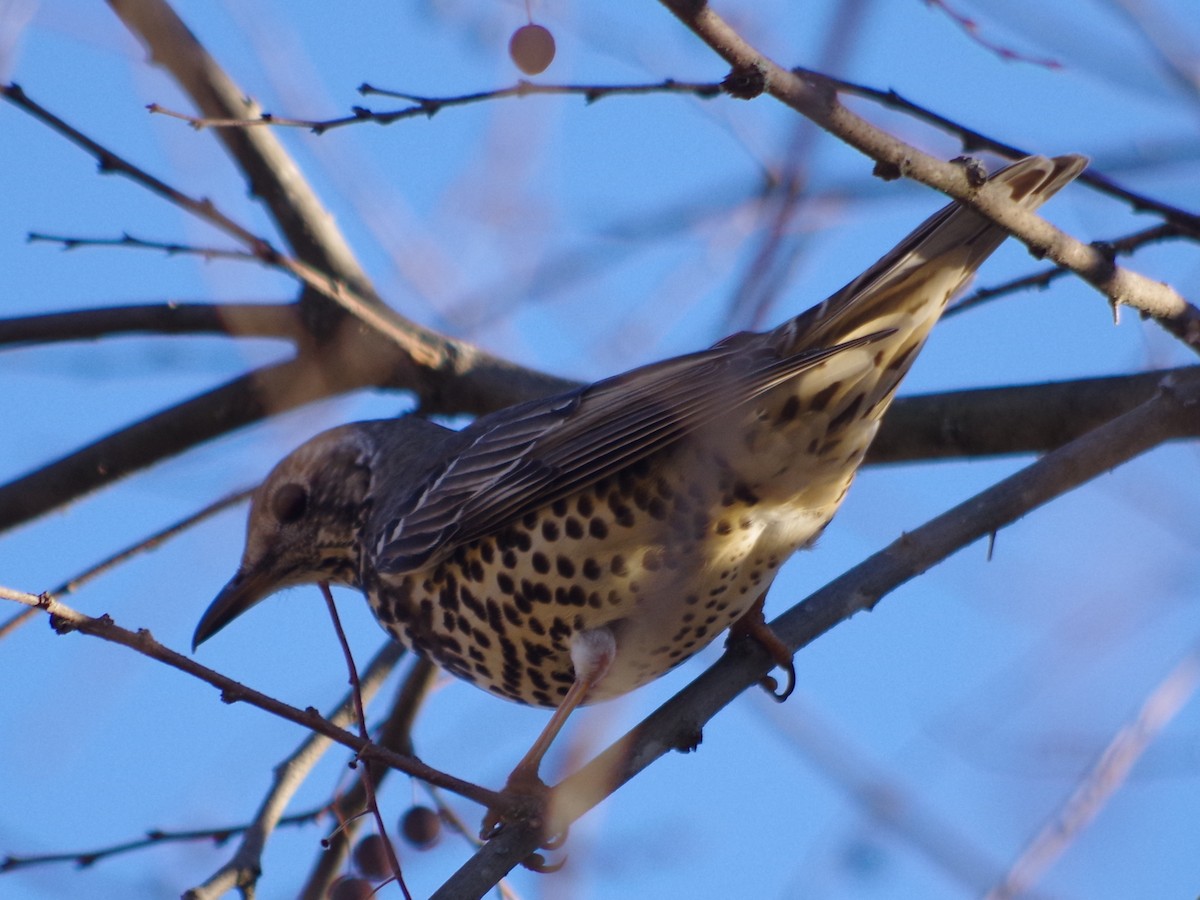 Mistle Thrush - ML395910271