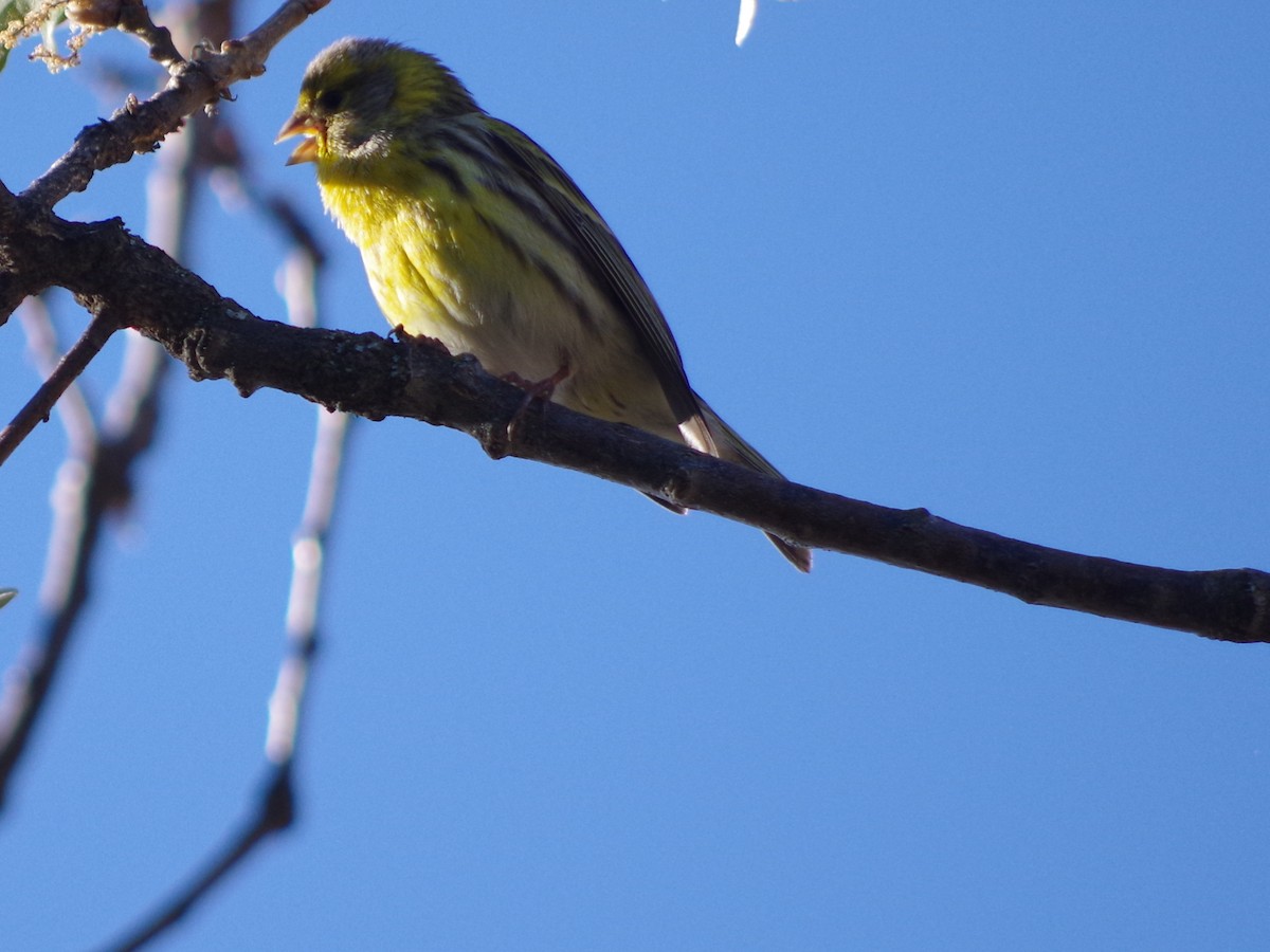 European Serin - ML395910511