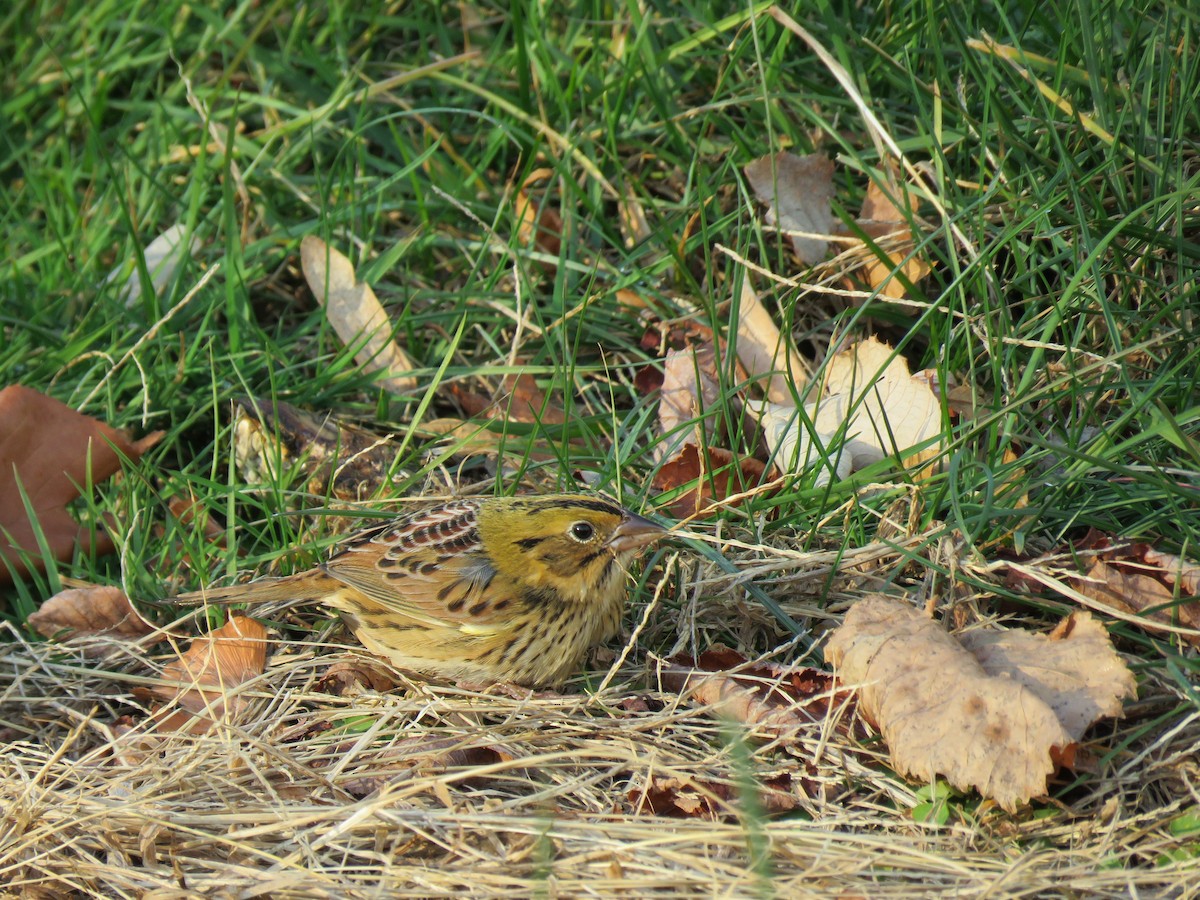 Henslow's Sparrow - ML395910531