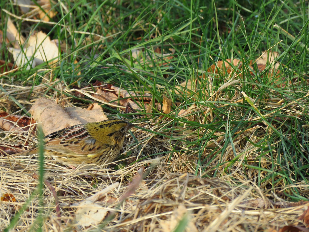 Henslow's Sparrow - ML395910631