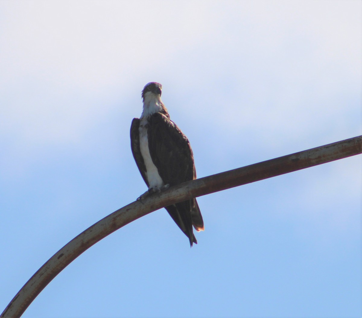 Águila Pescadora - ML395911161