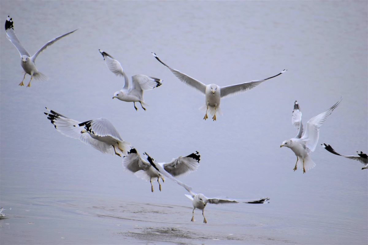 Ring-billed Gull - ML395911291