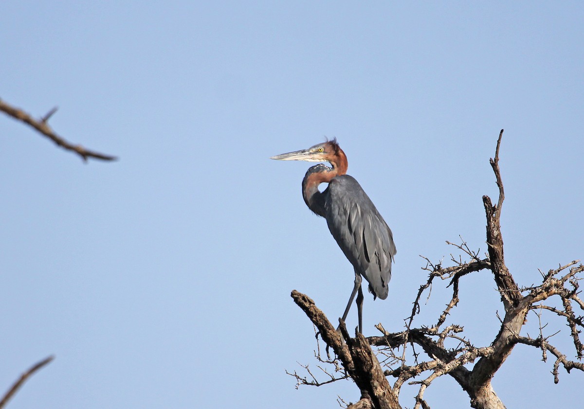 Goliath Heron - ML395911951