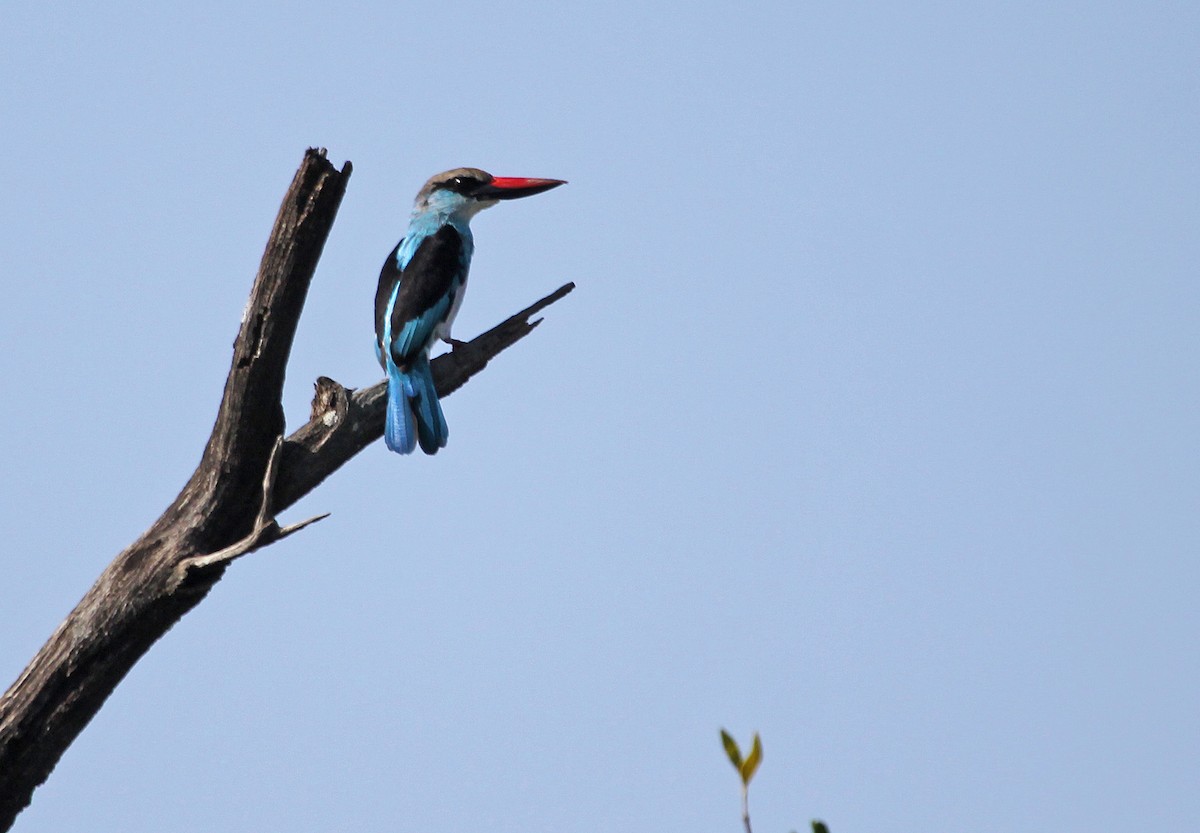 Blue-breasted Kingfisher - ML395912001