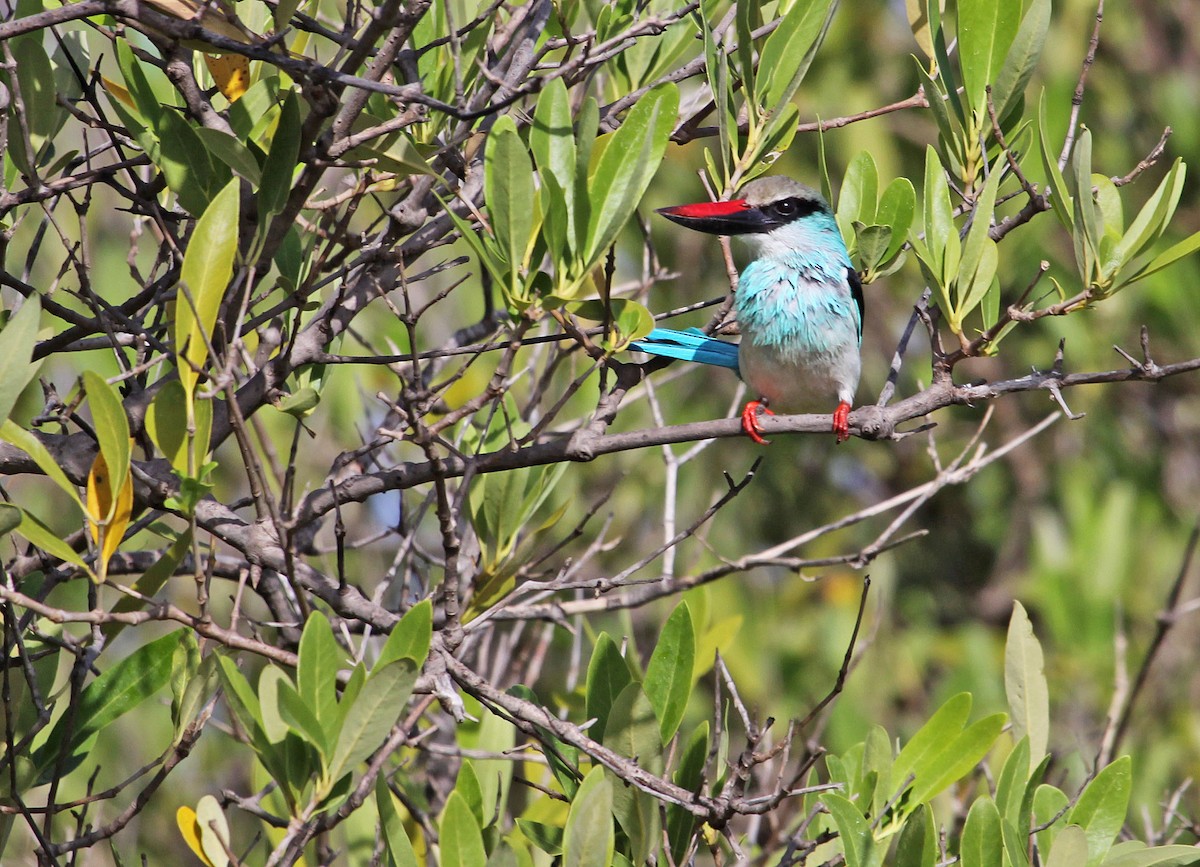 Blue-breasted Kingfisher - ML395912011