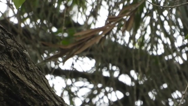 Little Sparrowhawk - ML395912201