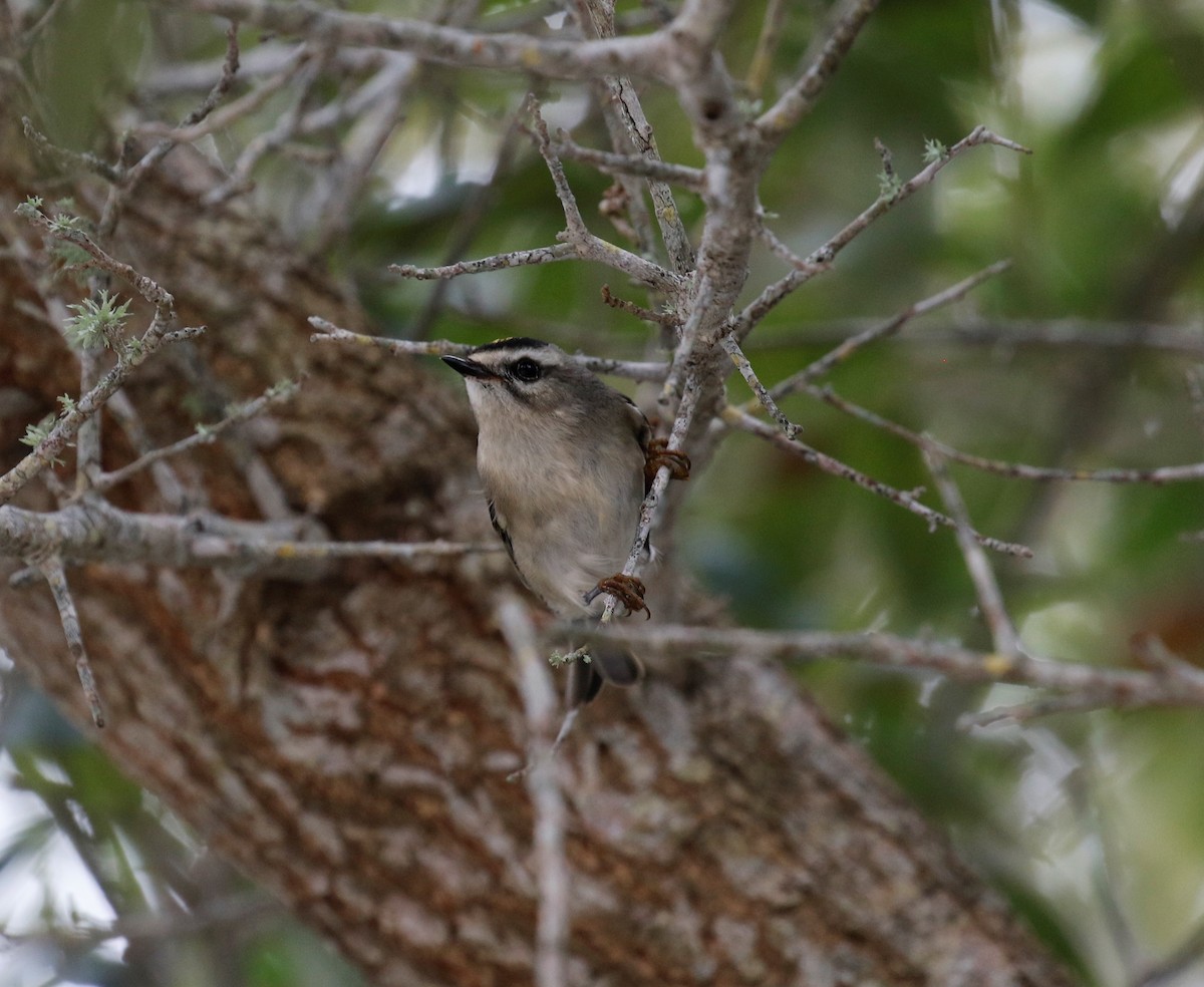 Golden-crowned Kinglet - ML395914181