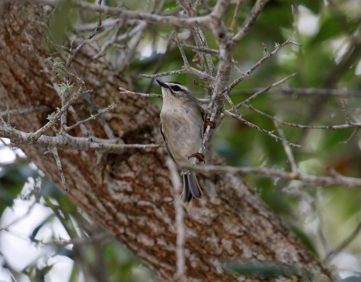 Golden-crowned Kinglet - ML395914331