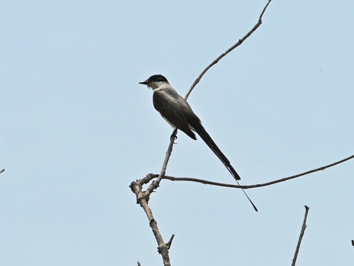 Fork-tailed Flycatcher - Edgard Mora Condori