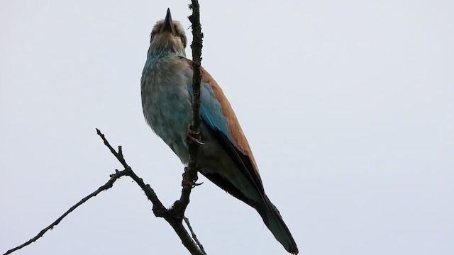 European Roller - ML395914661