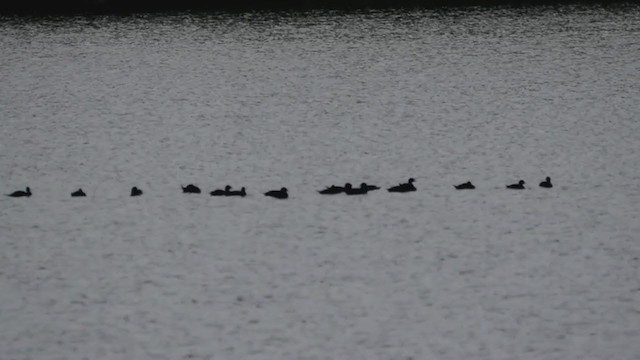 Common Scoter - ML395914961