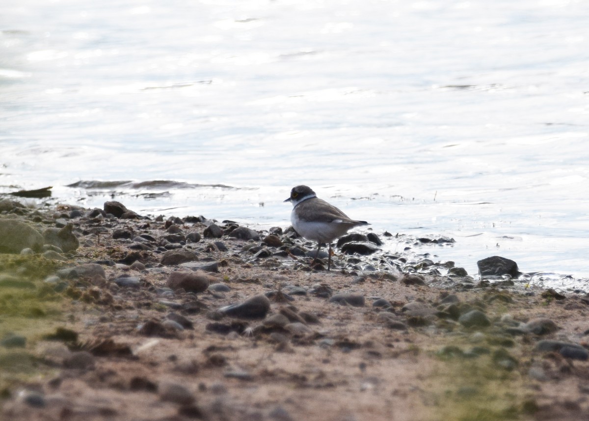 Little Ringed Plover - ML395915671