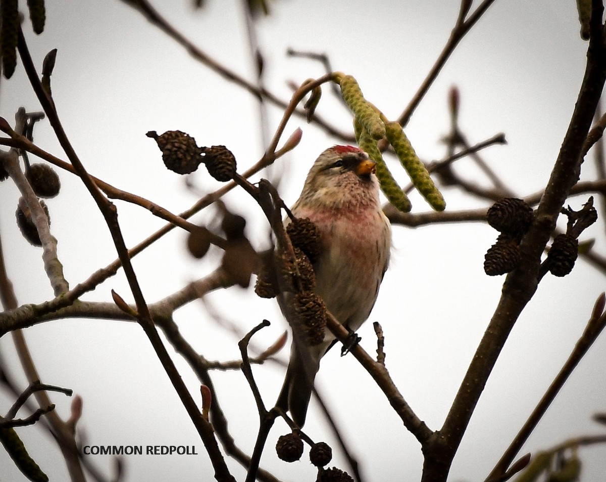 Common Redpoll - Wayne Diakow