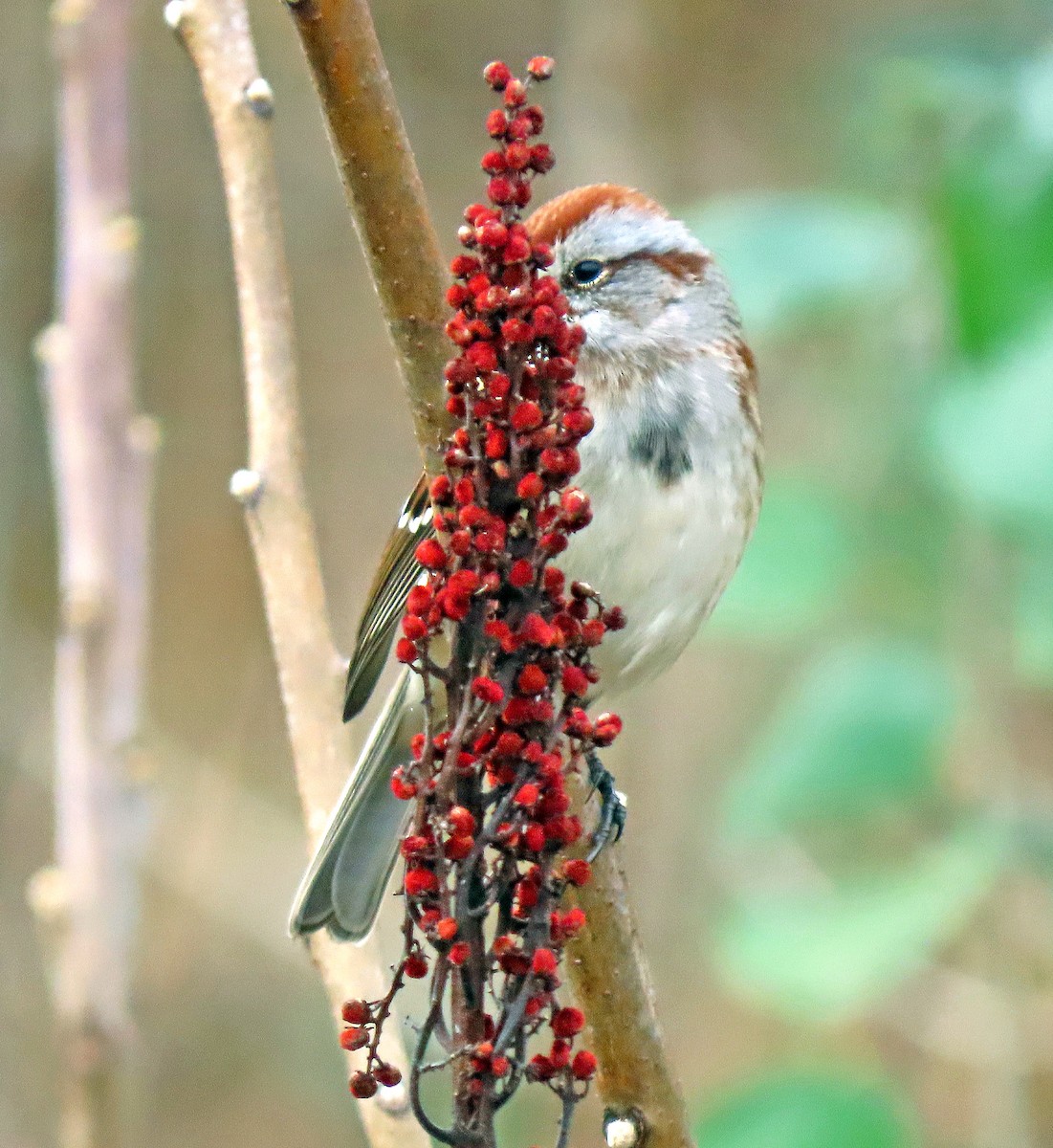 American Tree Sparrow - ML395916551