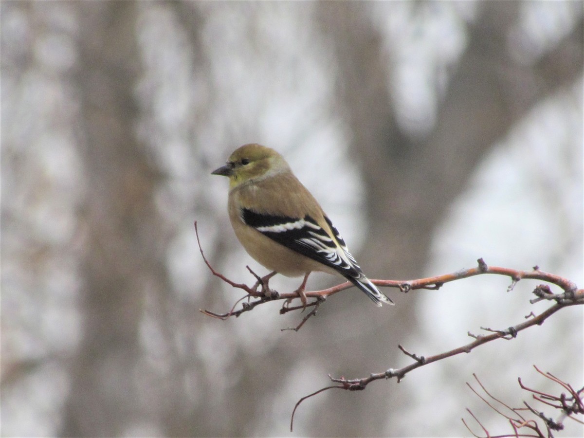 American Goldfinch - ML395917351