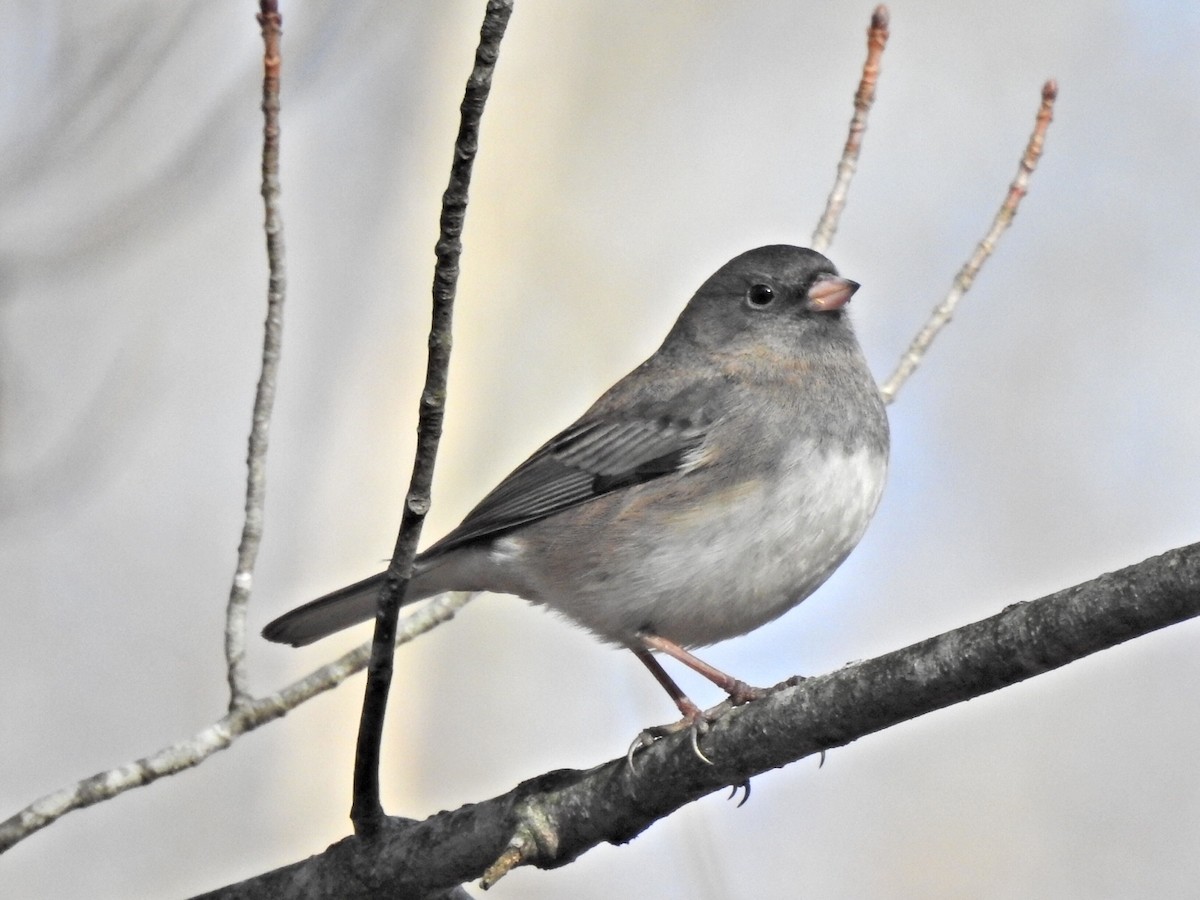 Dark-eyed Junco - ML395918331