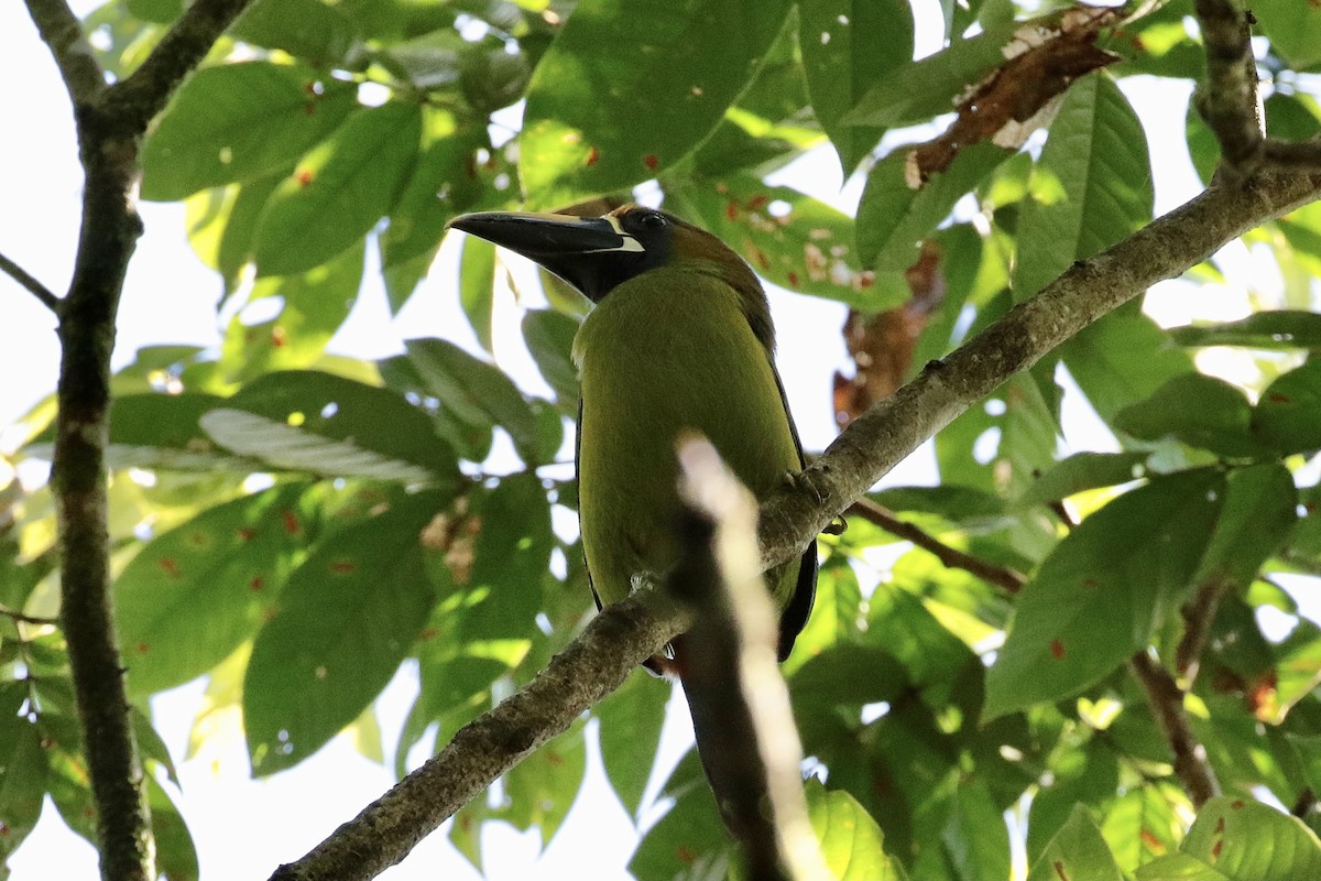 Northern Emerald-Toucanet - Mike Jacob