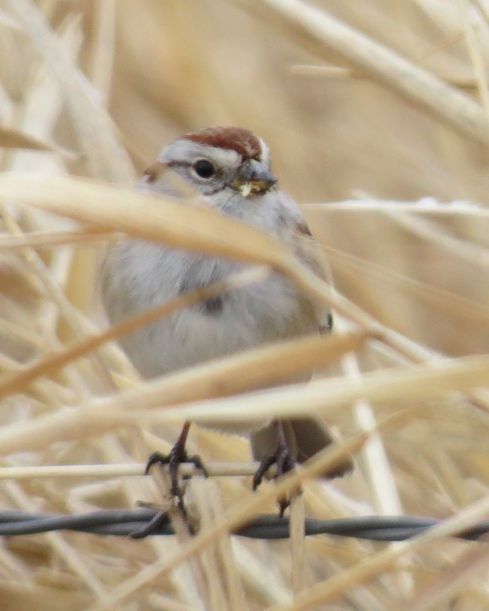 American Tree Sparrow - ML395920261