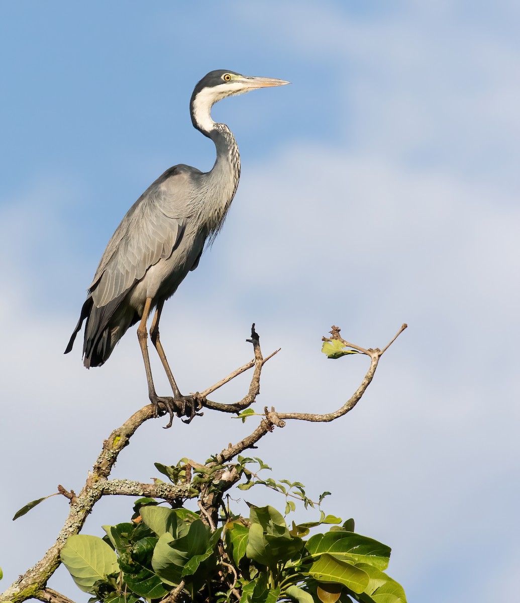 Black-headed Heron - ML395924441