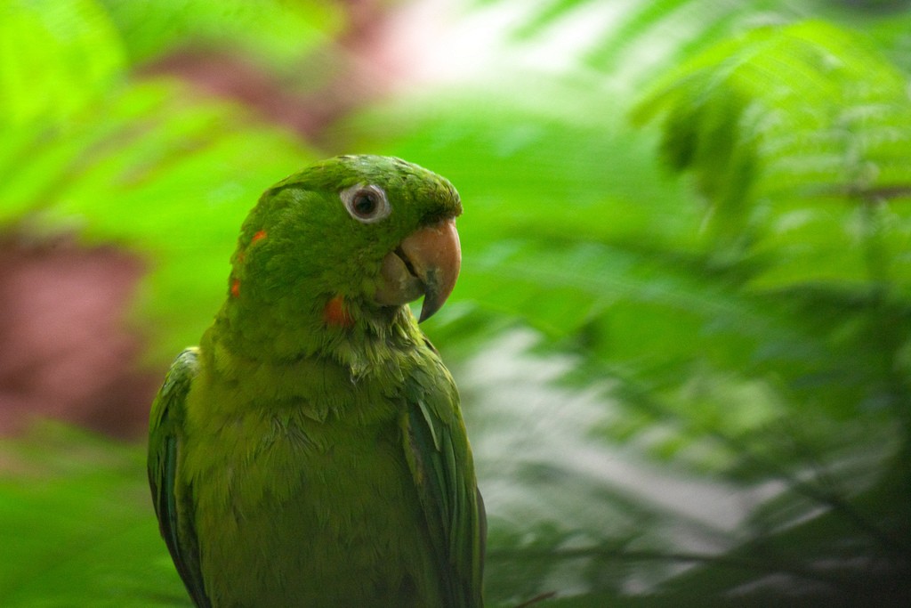Meksika Yeşil Papağanı - ML395924861