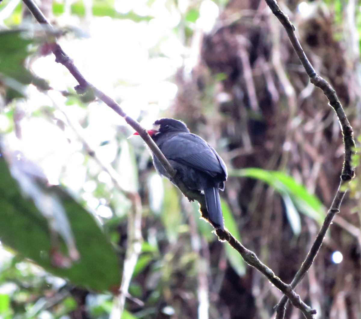 White-fronted Nunbird - ML395925821