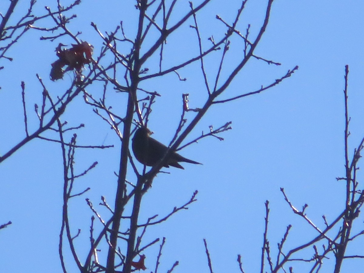 passerine sp. - ML395926871