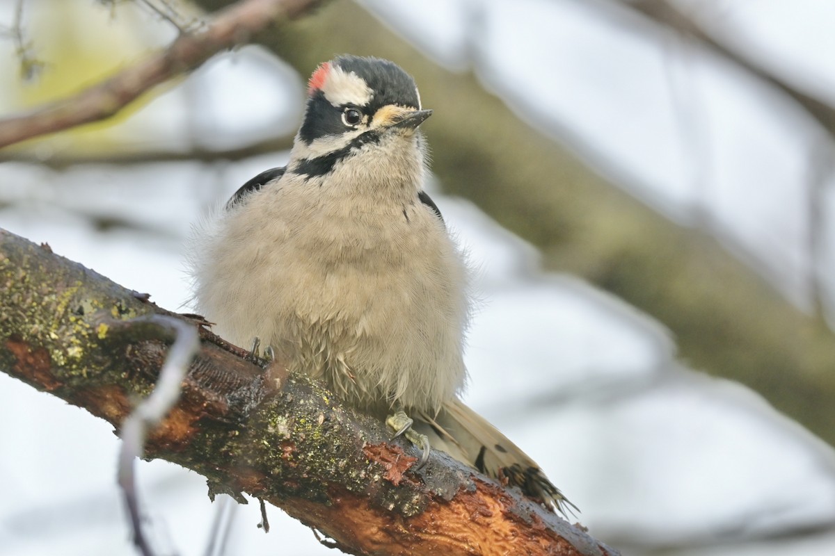 Downy Woodpecker - ML395928261
