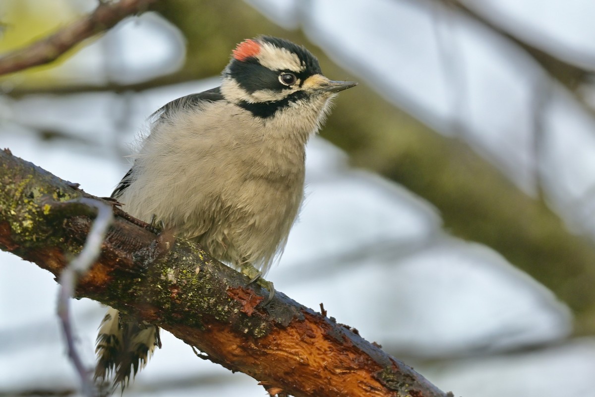 Downy Woodpecker - ML395928281
