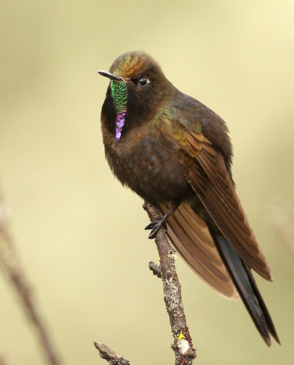 Blue-mantled Thornbill - Luke Seitz