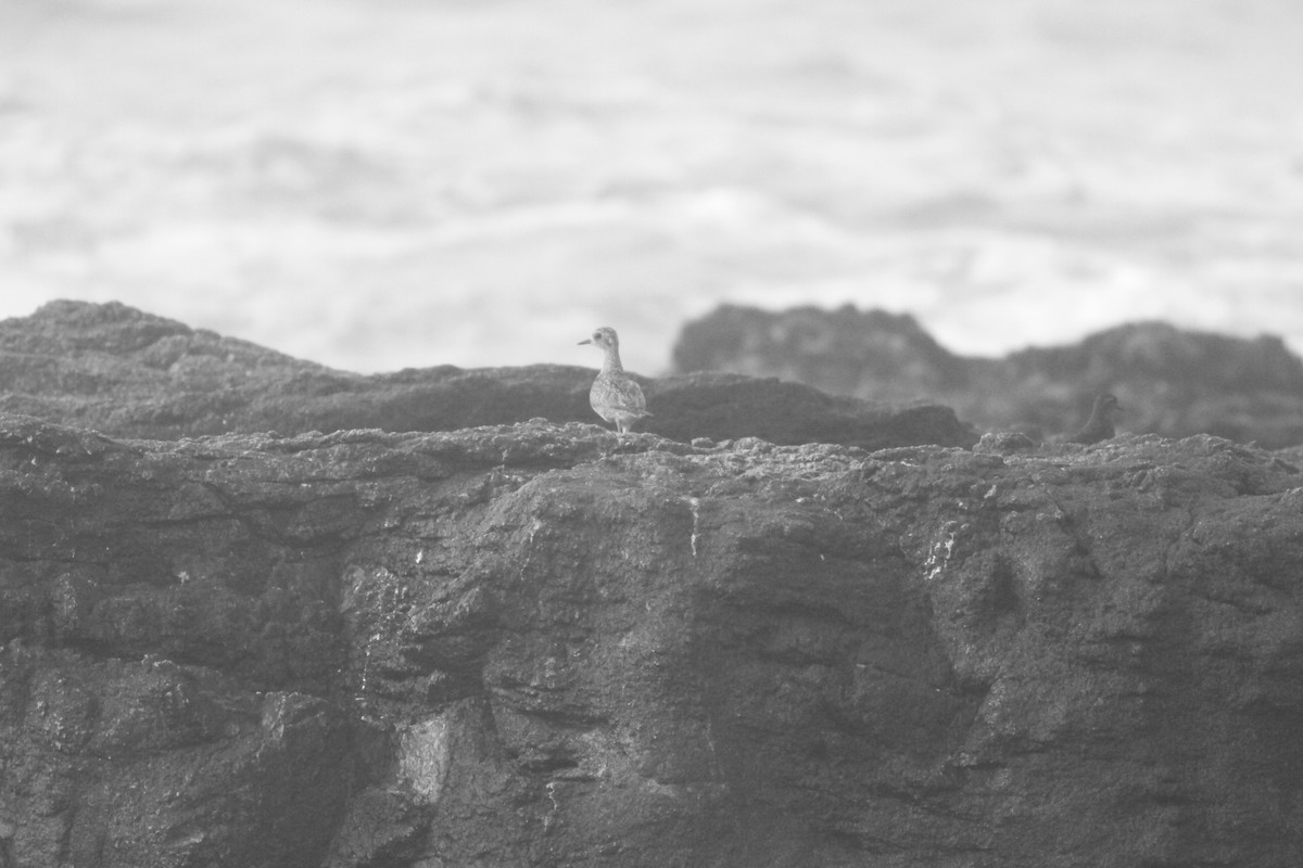 Pacific Golden-Plover - ML395930741