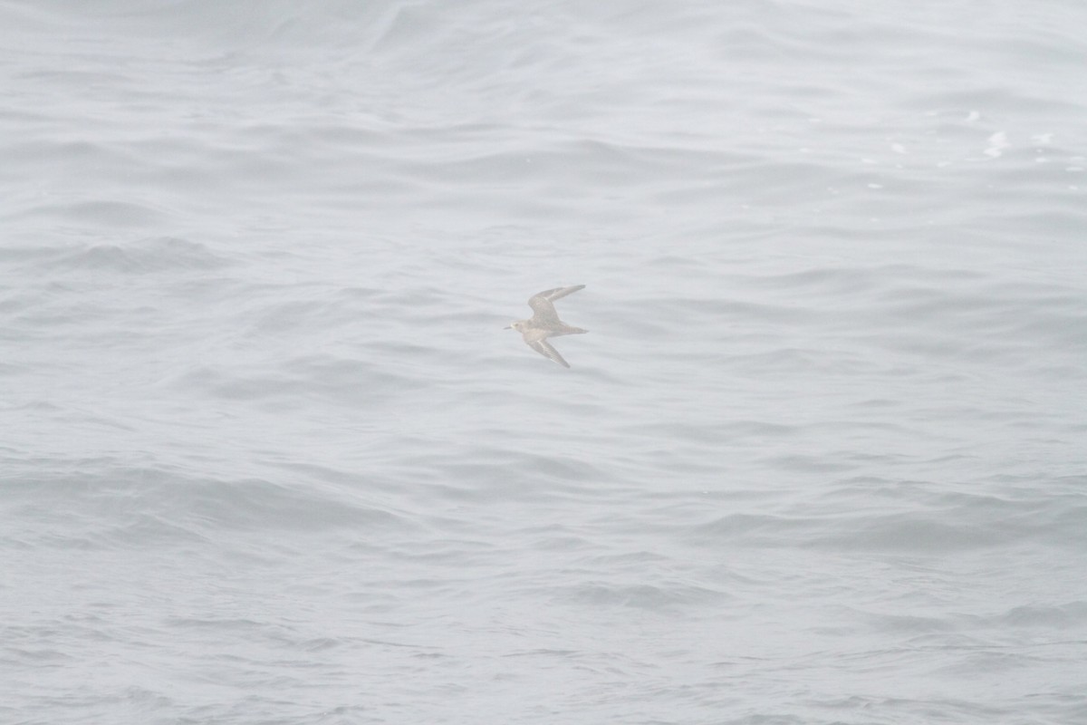 Pacific Golden-Plover - ML395930811