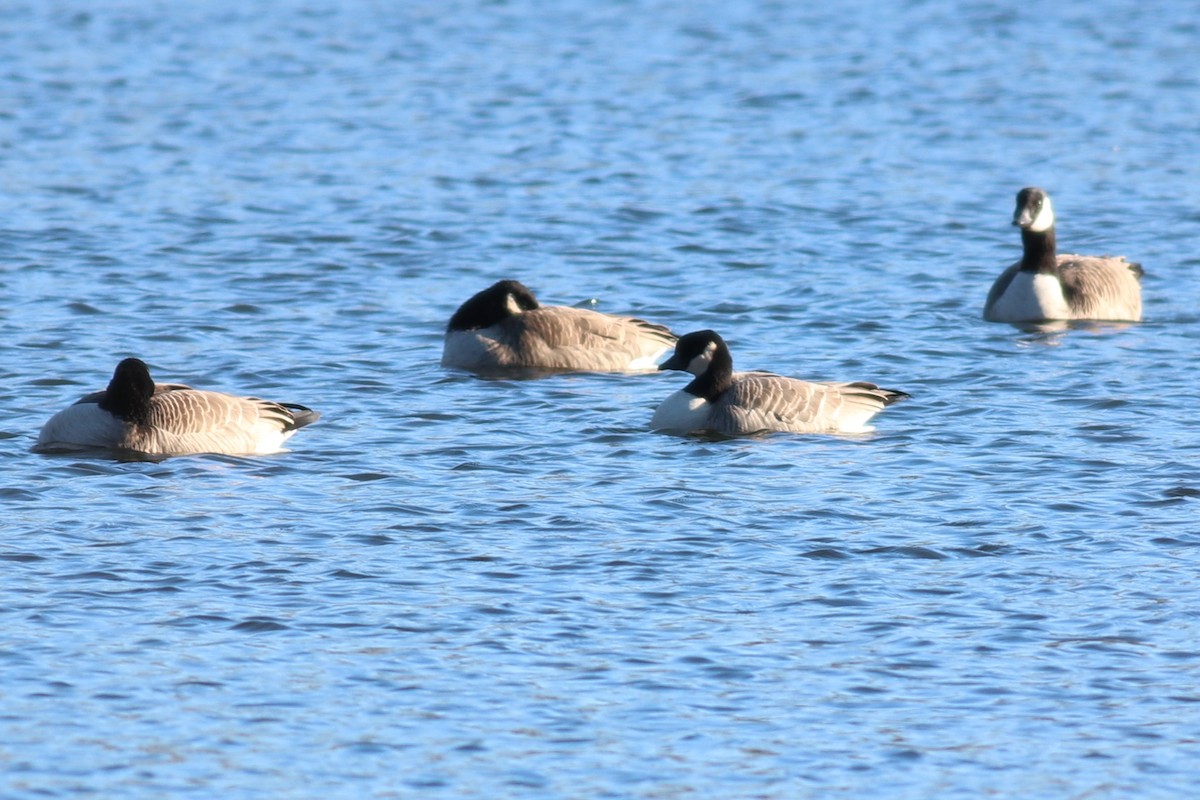 Cackling Goose - Brendan Fogarty